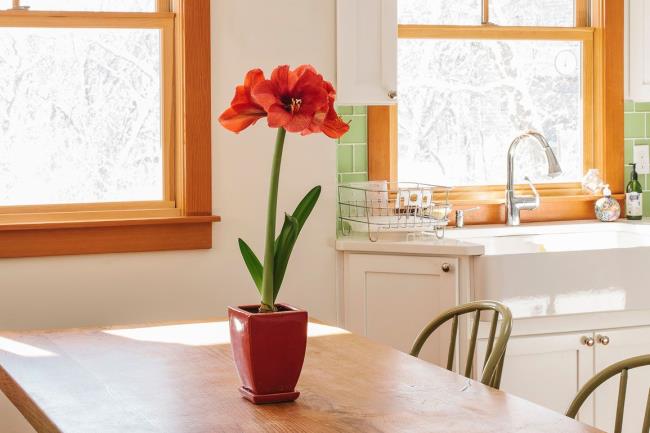 amaryllis on a kitchen table