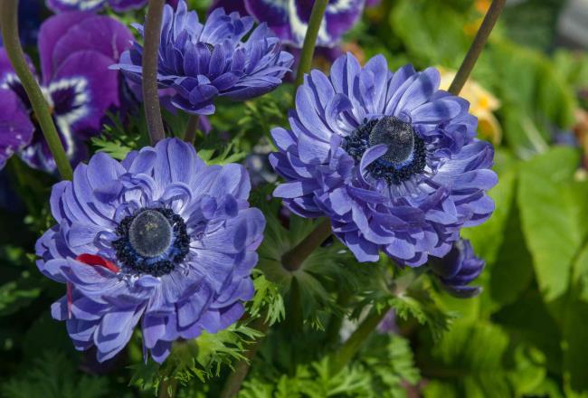 Anemone coronaria