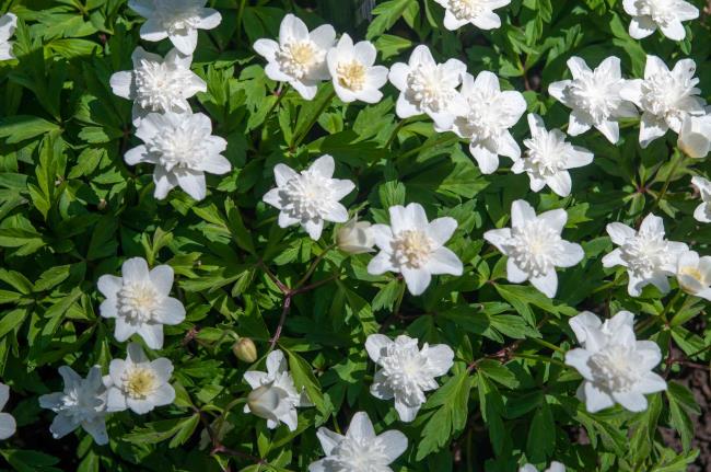 white anemones