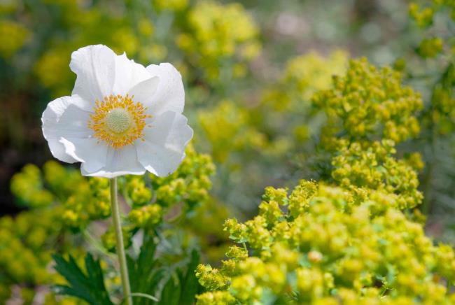 Anemone sylvestris