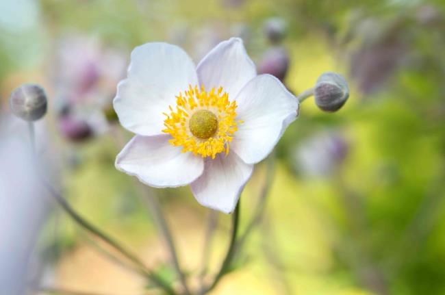 closeup of anemone