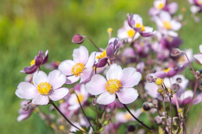 Anemone hupehensis