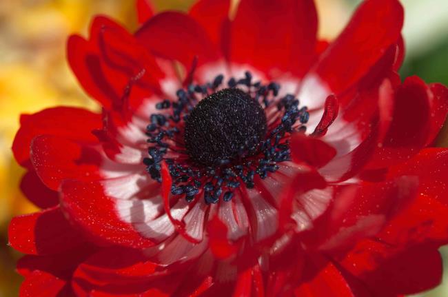 closeup of an anemone