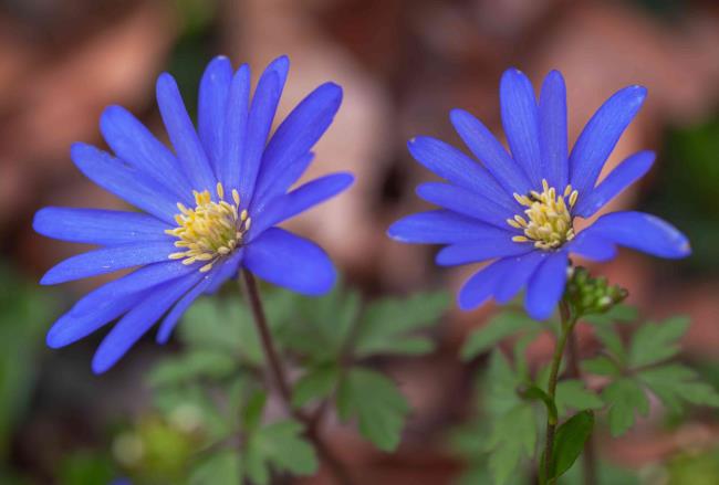 Anemone blanda