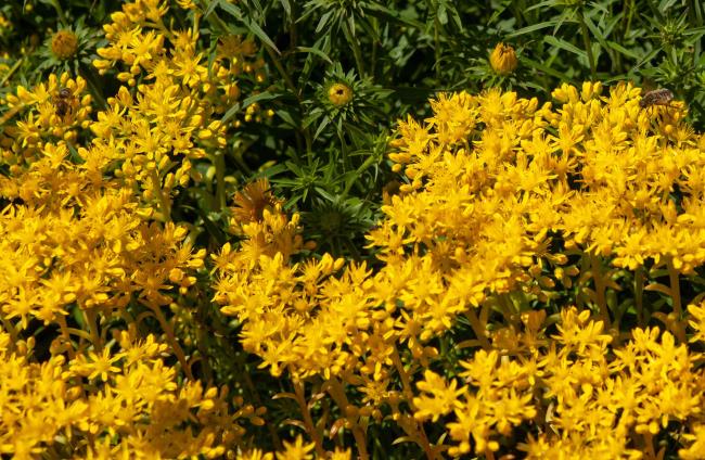 Angelina sto<em></em>necrop groundcover with yellow flowers and buds closeup