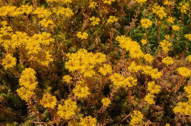 Angelina sto<em></em>necrop groundcover with yellow flowers