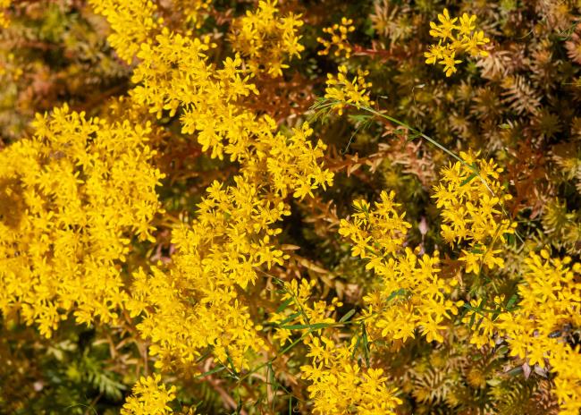 Angelina sto<em></em>necrop groundcover with yellow flowers in sunlight