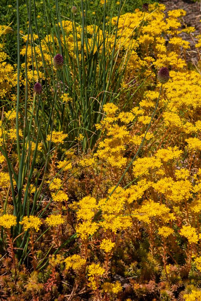 Angelina sto<em></em>necrop with yellow flowers and tall grass