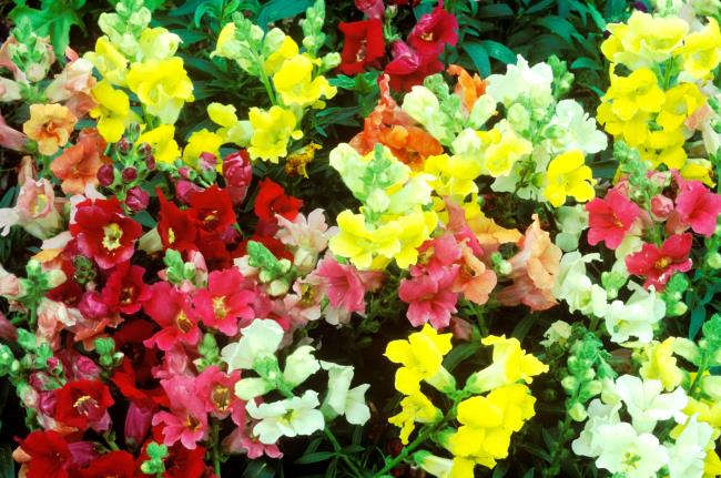 Snapdragons