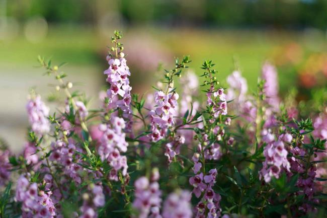 Close-Up Of Purple Flowers (Angelo<em></em>nia Serena Lavender ) Growing In The Park