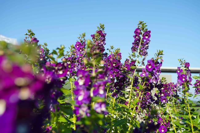 Beautiful purple flower Angelo<em></em>nia Serenita