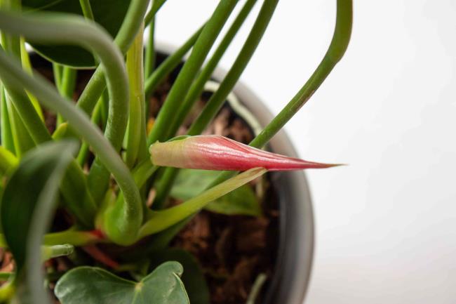 closeup of an anthurium bud