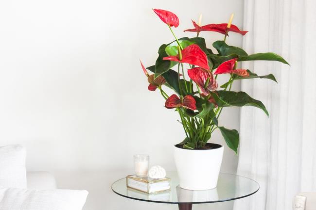 vase of anthurium flowers