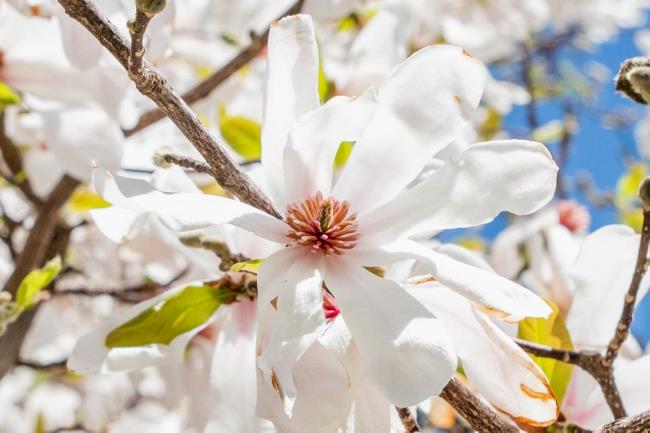 Anise magnolia tree branch with white flower tepals and pink centers closeup