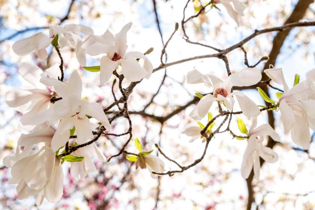 Anise magnolia tree branches with white flowers tepals underneath sunlight