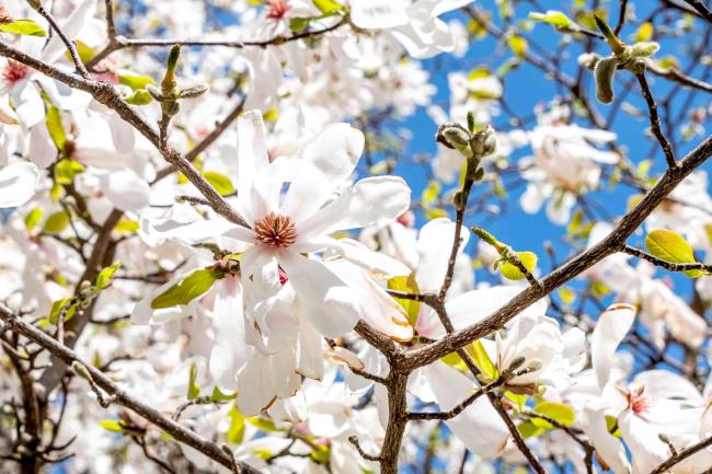 Anise magnolia tree branches with white flowers and buds against blue sky