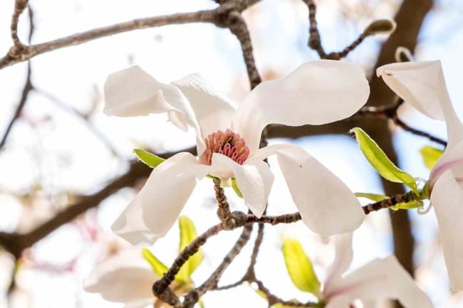 Anise magnolia white flower with six-sided tepals and leaves on bare branches closeup