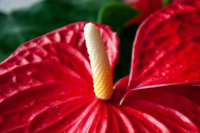 closeup of anthurium plant