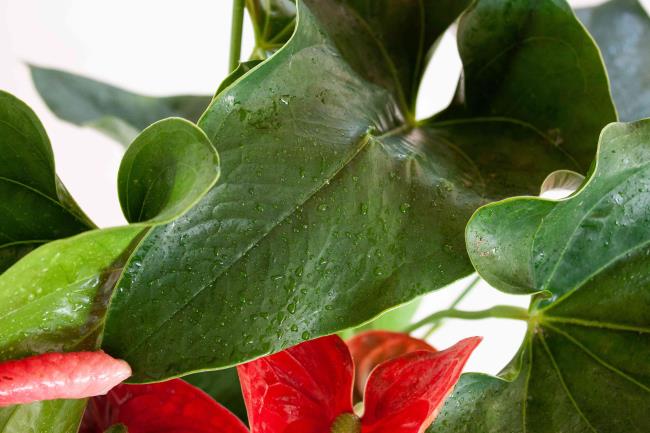 closeup of anthurium leaves