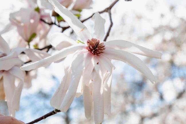 Anise magnolia white flower with tepals and pink center closeup