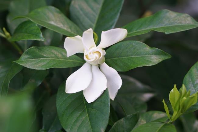 Arabian jasmine shrub with white flower surrounded by dark green oval leaves closeup