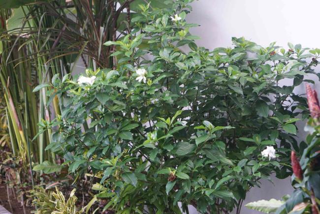 Arabian jasmine shrub with upright branches and small white flowers