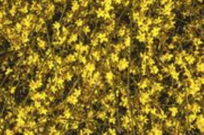 Winter jasmine vines with yellow flowers in sunlight