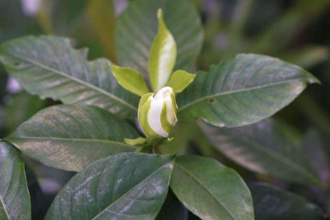 Arabian jasmine shrub with white flower bloom surrounded by dark green oval leaves closeup