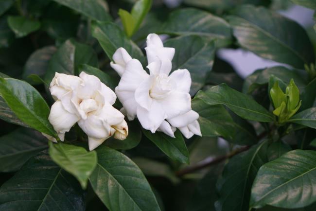 Arabian jasmine shrub with white ruffled flowers surrounded by dark green oval leaves closeup