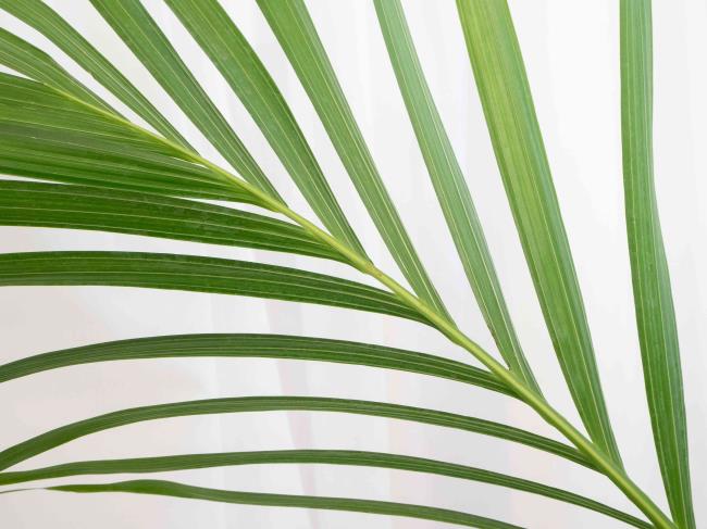 closeup of an areca palm leaf