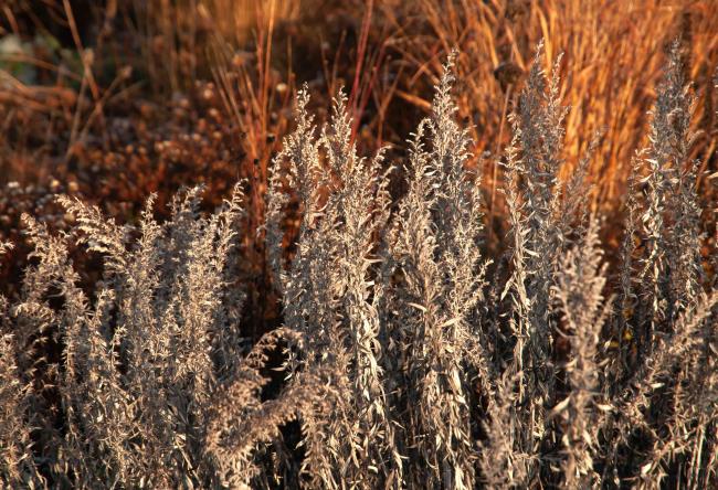 artemisia in fall