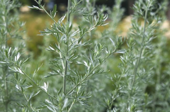 closeup of artemisia