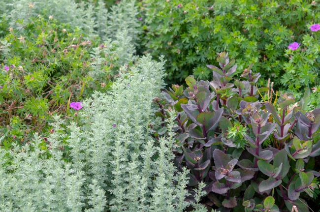 artemisia in a landscape