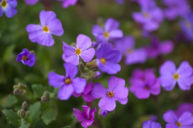 Aubrieta with purple flowers and buds closeup