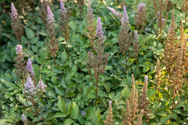 astilbe plants