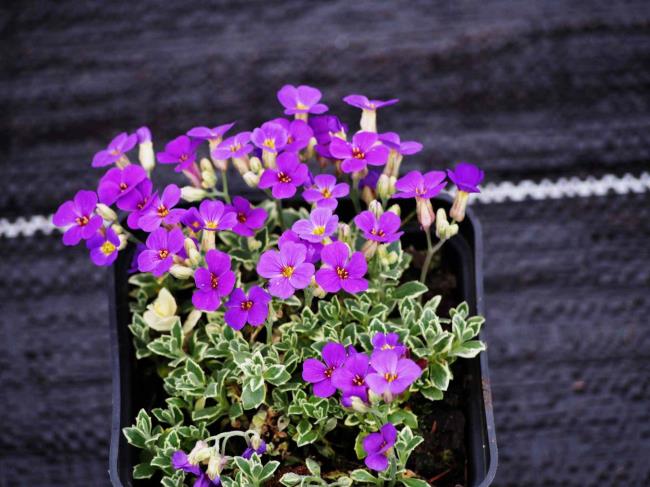 Aubrieta 'Doctor Mules Variegated'