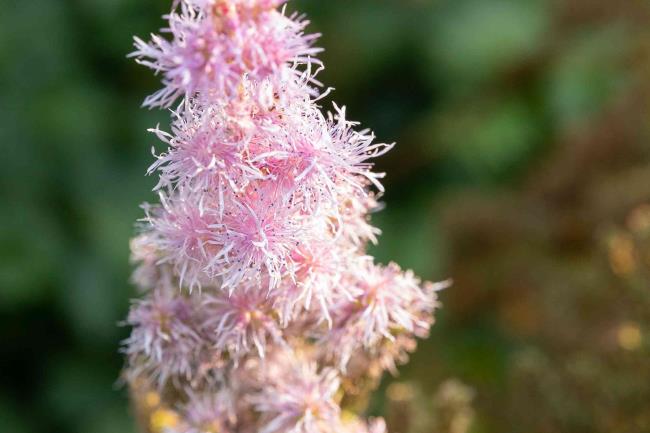 closeup of astilbe