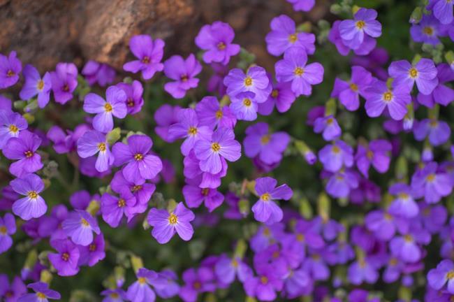 Aubrieta with purple flowers nestled on rock