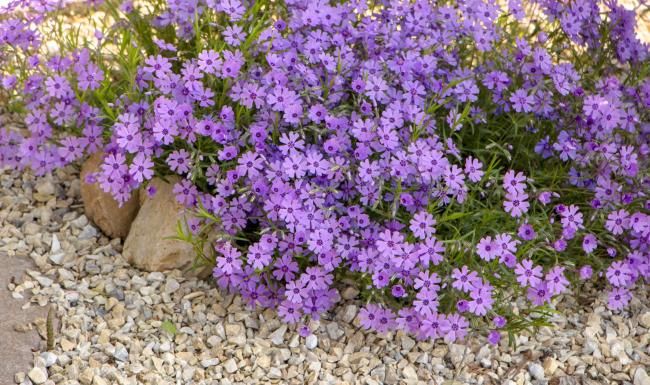 Creeping Phlox