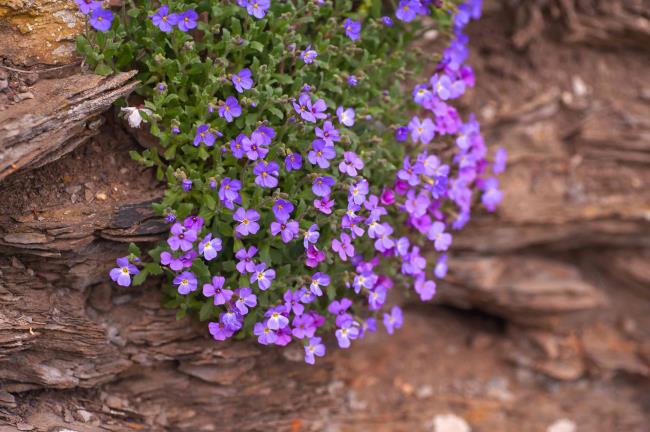 Aubrieta with violet flowers hanging off brown rock