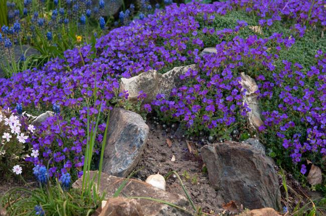 Aubrieta with purple flowers covering rock in field