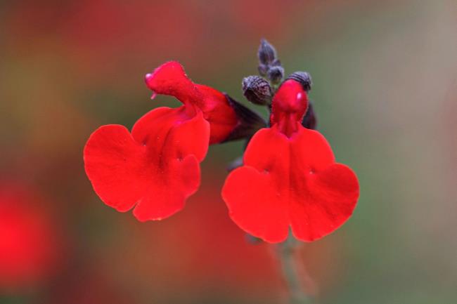 Autumn sage with red flowers and purple buds on top closeup