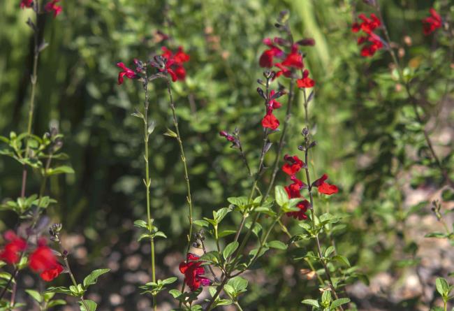 Autumn sage shrub with small red flowers on tall thin branches