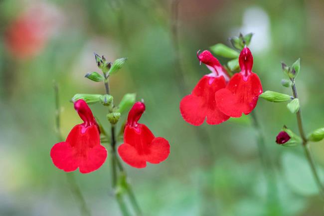 Autumn sage stems with bright red flowers and buds closeup