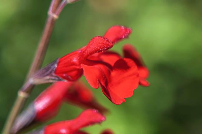 Autumn sage stem with red flowers closeup