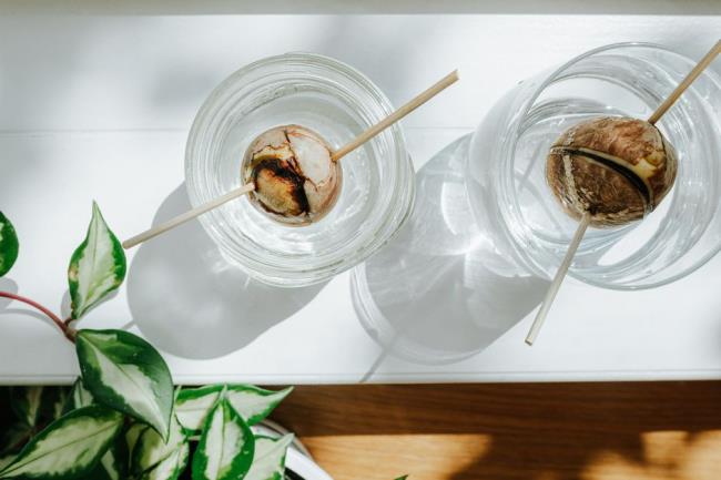 avocado pits in jars of water