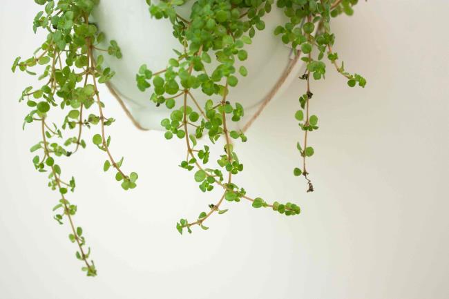 closeup of hanging baby tears