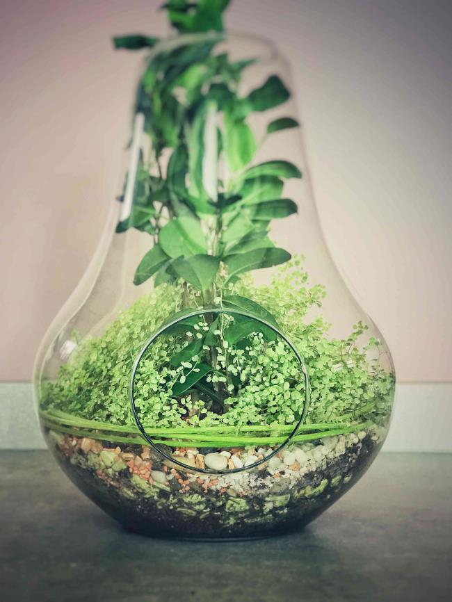 Plant arrangement with baby's tears ( Soleirolia soleirolii) in a decorative glass vase