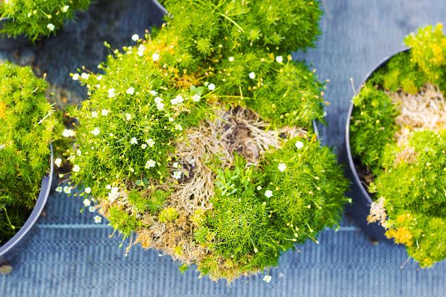 Sagina blooming plants in pots for sale. Irish moss in flowerpots top view