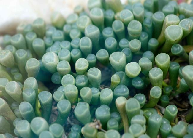 Baby toes succulent with tube-shaped leaves clumped together closeup